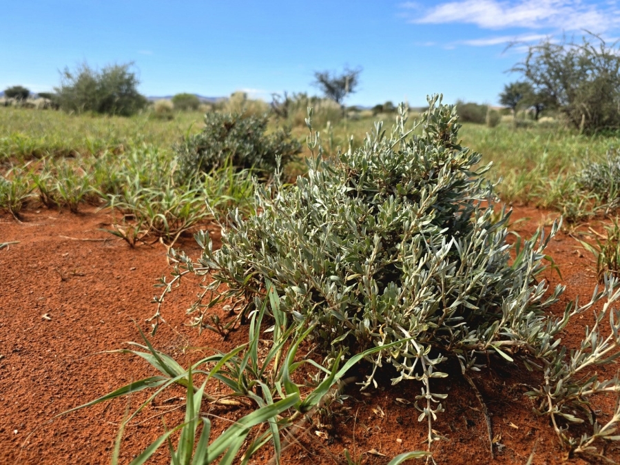 Commercial Property for Sale in Griekwastad Rural Northern Cape